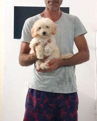 cucciolo di barboncino 