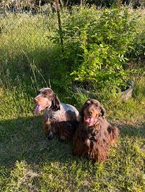 Cucciolone cocker spaniel