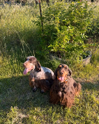 Cucciolone cocker spaniel