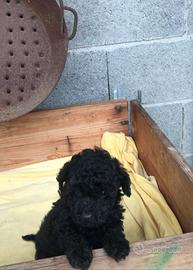 Cuccioli di Barboncino