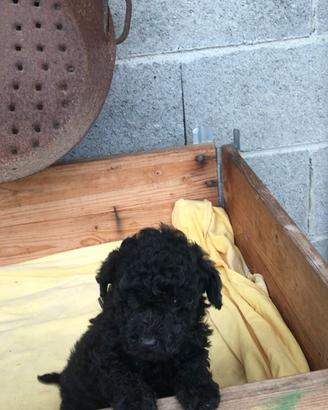 Cuccioli di Barboncino