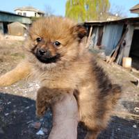 Volpino maschio Pomerania