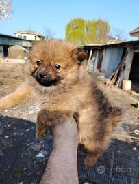 Volpino maschio Pomerania