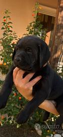 Labrador