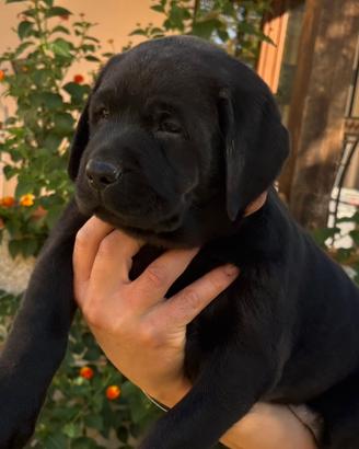 Labrador
