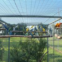 Parrocchetti dal collare 2025