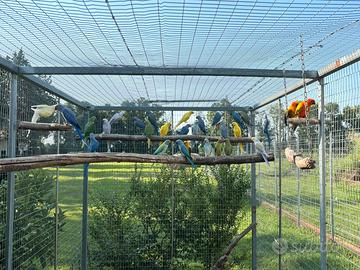 Parrocchetti dal collare 2025