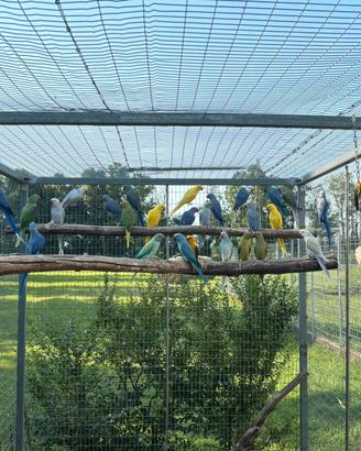Parrocchetti dal collare 2025