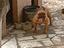 Immagine 4