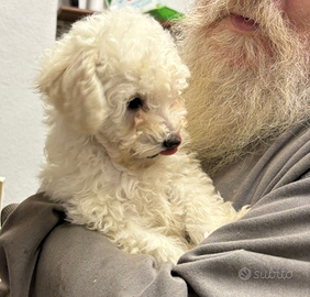 Barboncina nana bianca