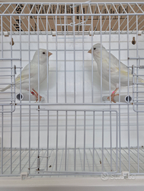 Canarini bianco dominante