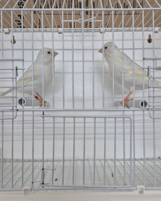 Canarini bianco dominante