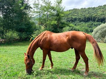Cavallo