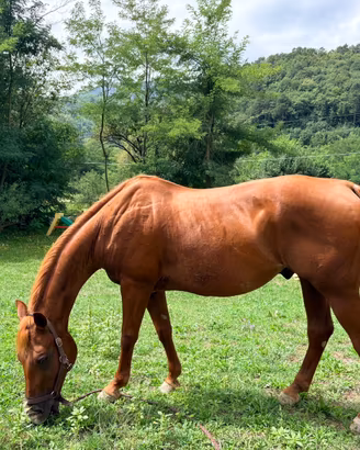 Cavallo