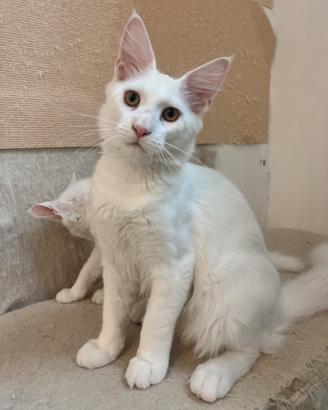 Maine coon maschio prezzo speciale