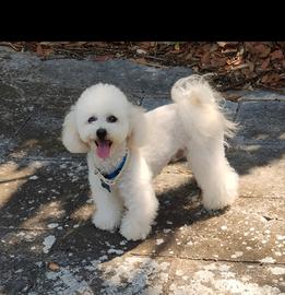 Cucciolo di Barboncino Toy