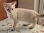 Immagine 2