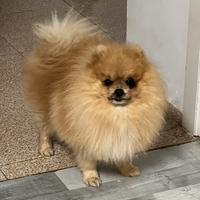 Volpino di pomerania toy