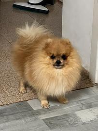 Volpino di pomerania toy