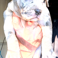 4 Femminucce di APBT PITBULL