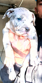 4 Femminucce di APBT PITBULL