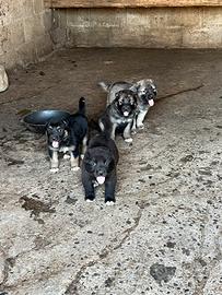 Cuccioli kangal/alabai