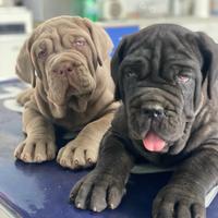 Mastino napoletano cuccioli