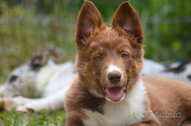 Cucciolo Border Collie maschio con pedigree