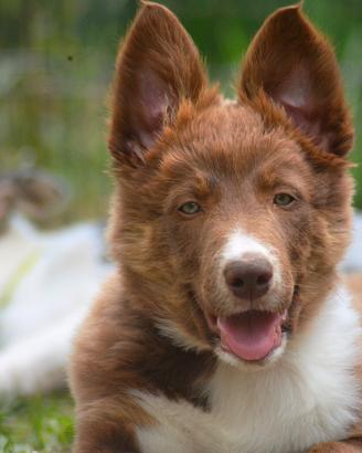 Cucciolo Border Collie maschio con pedigree