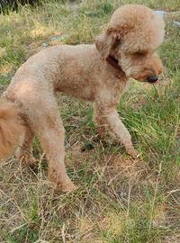 Barboncino nano per monta