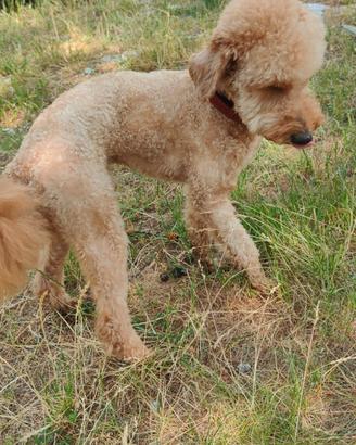 Barboncino nano per monta
