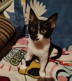 Spank rischia di finire in strada