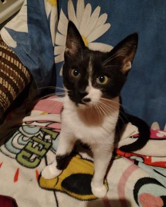 Spank rischia di finire in strada