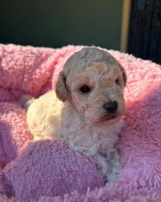 Barboncino toy champagne