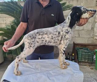 Setter Inglese