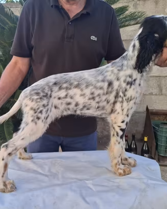 Setter Inglese