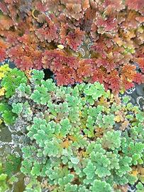 Azolla felce acquatica