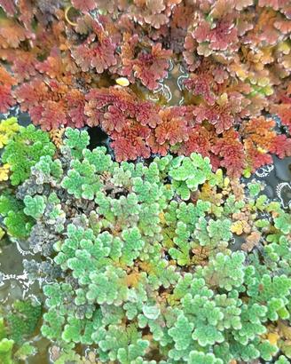 Azolla felce acquatica