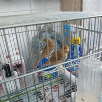 Canarini Topazio 1 mese di Vita