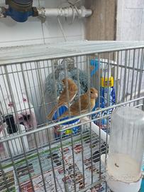 Canarini Topazio 1 mese di Vita