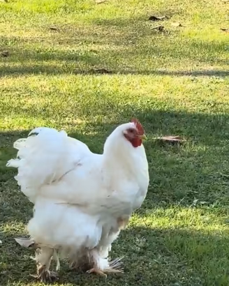 Cocincina Gigante Bianca