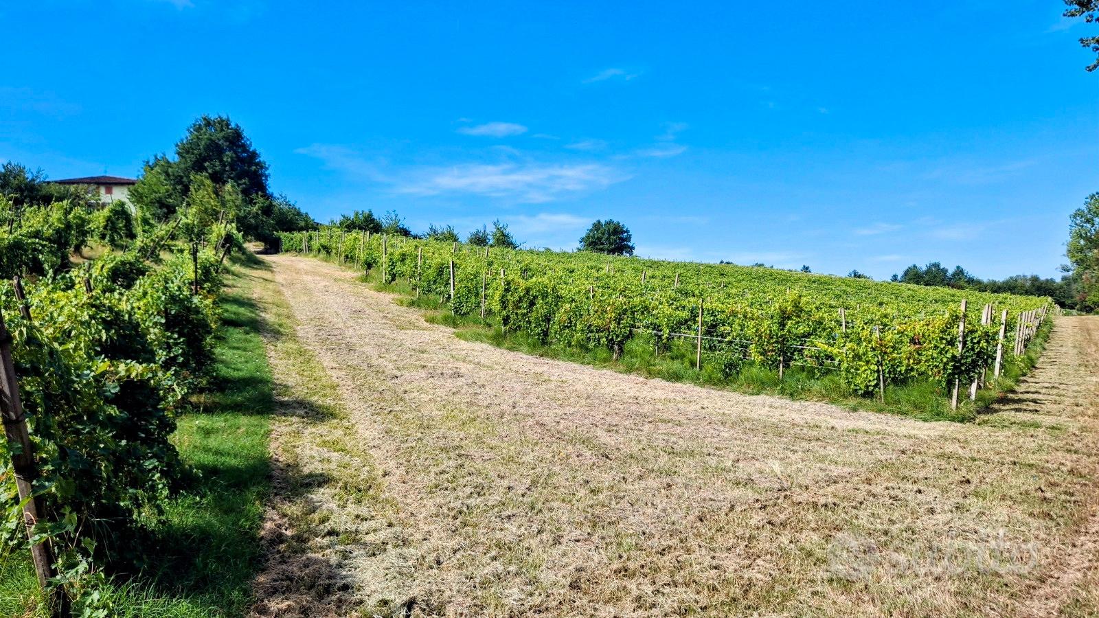 Vigneto Doc Ziano Piacentino - Vista 5