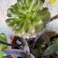 Piante succulente varie