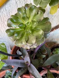 Piante succulente varie
