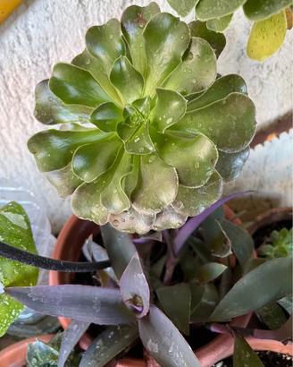 Piante succulente varie