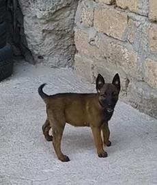 Pastore belga malinois
