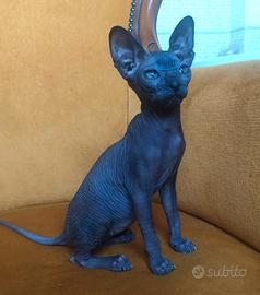 Sphynx