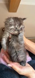 Gatto persiano