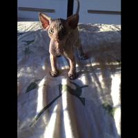 Cuccioli sphynx con pedigree