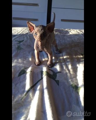 Cuccioli sphynx con pedigree